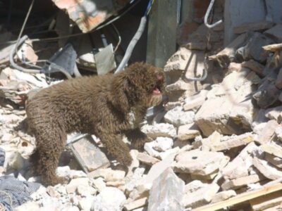 Cruz Roja de Chile elige y aprueba el Metodo Arcon como el sistema oficial de formacion e intervencion para equipos caninos de busqueda