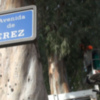 Comienzan trabajos de poda de mantenimiento y saneamiento en los eucaliptos centenarios de la avenida de Jerez