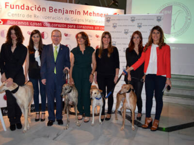 Sevilla. Una quincena de perros recorrieron los espacios del edificio centenario de la calle Orfila.