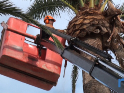 Medio Ambiente realiza trabajos de poda y fumigación contra el picudo rojo en las palmeras de la Plaza Juan Carlos I(Chipiona)