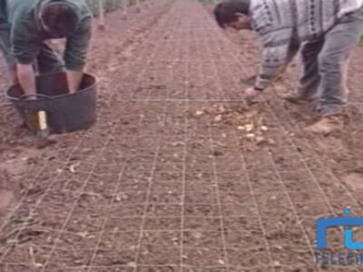 Abierto el plazo para solicitar subvención para jóvenes agricultores que quieran instalar su primera explotación.(Chipiona)