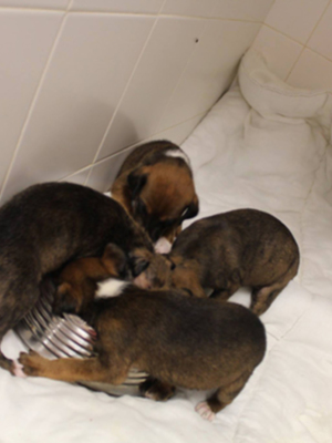 Sevilla. NP+Fotos+Video Espectacular y exitoso rescate de la FBM de 8 crías de galgo en una alcantarilla de las Cabezas de San Juan