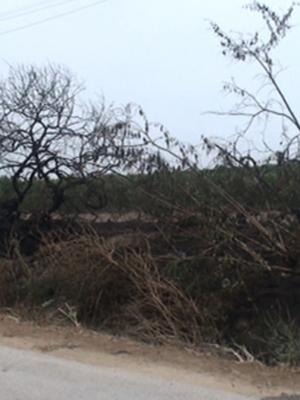 Los bomberos realizan en Chipiona cinco intervenciones en unas horas