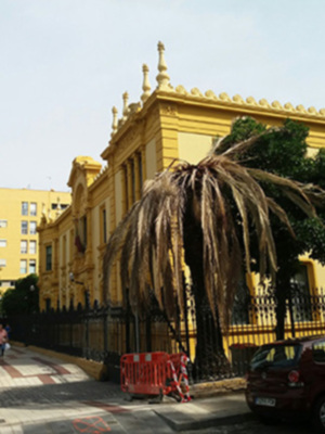 Sevilla sigue afectada por la plaga de Picudo