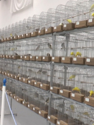 La cuarta edición de la Exposición Ornitológica Ciudad de Chipiona contará este año con casi 1.300 ejemplares  