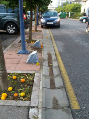 La recogida de naranjas en la ciudad de Sevilla