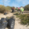 Eliminadas 12 toneladas de uña de gato del sistema dunar chipionero