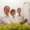 Las algas serán protagonistas este viernes de la tercera Jornada de Gastronomía del Litoral Chipiona sabe a mar