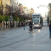 Arboles en las calles de Sevilla