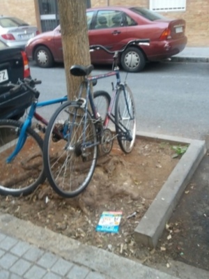 Bicicletas y arboles