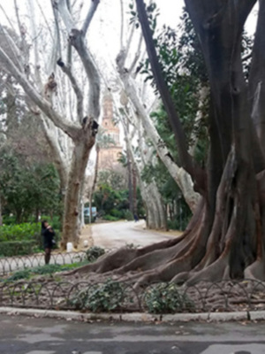 Árboles ejemplares de Sevilla