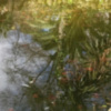 Peces muertos en estanque del Parque de María Luisa