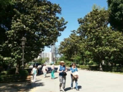 Florecen los Magnolios en Sevilla