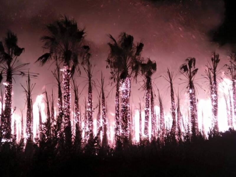 En el incendio ocurrido en la madrugada de ayer ardieron alrededor de 200 palmeras