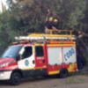 Caída de un árbol en el norte de La Cartuja.