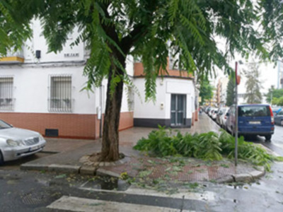 La lluvia provoca daños en el arbolado