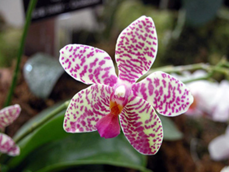 El Orquidario organiza la primera Feria de Orquídeas de Estepona