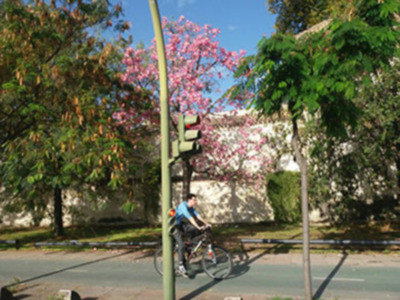 Florecen los Ceibas en Sevilla