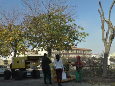 Comienza en Rodríguez de la Fuente el plan de poda municipal anual