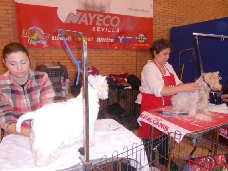 FIBES coge SURMASCOTAS 2017, el mayor centro de exposición, venta y adopción de mascotas de Andalucía los días 4 y 5 de Marzo
