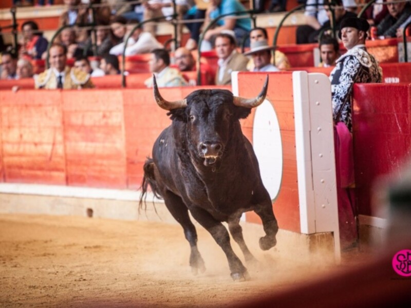 Desierto el "toro más bravo" y vuelta al ruedo para Román