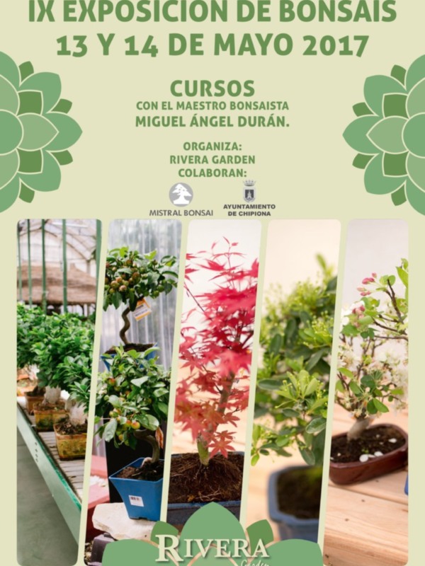 Rivera Garden organiza los días 13 y 14 de mayo su anual exposición de bonsáis y cursos con un experto nacional