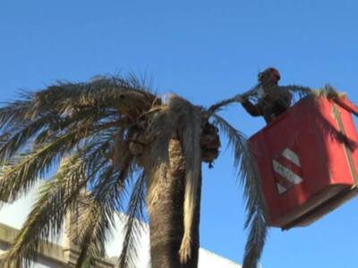 Parques y Jardines llevará a cabo la tala de otras cuatro palmeras de Juan Carlos I afectadas por el picudo rojo
