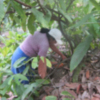 Madre Coraje y el Ayuntamiento de Cádiz ayudan a que 65 familias recuperen su plantación de cacao en Perú