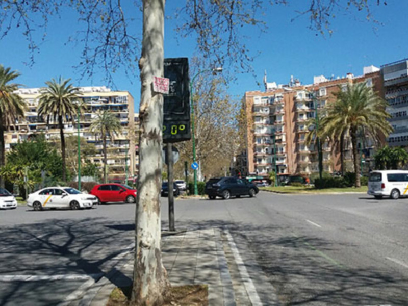Vandalismo en el arbolado de Sevilla