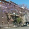 En Mayo la Jacaranda ofrece un espectáculo de color en las calles de Sevilla