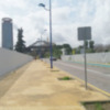 Por qué se mueren los árboles de nueva plantación?