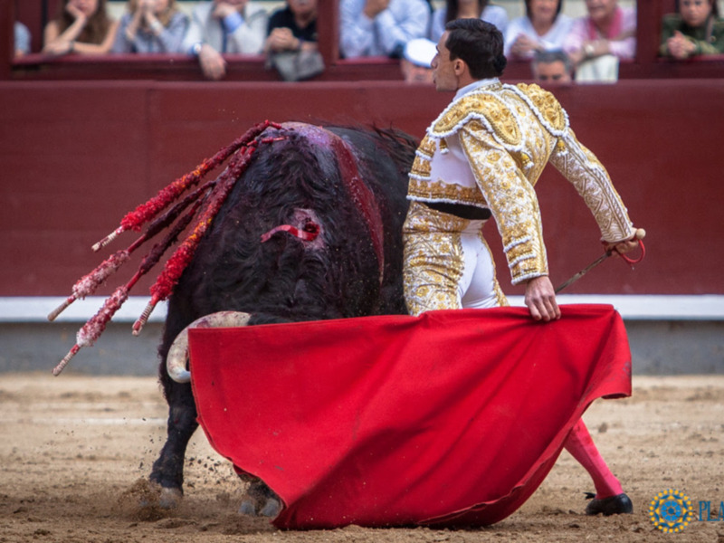Gran entrada el día del Patrón con los toros de Puerto de San Lorenzo.