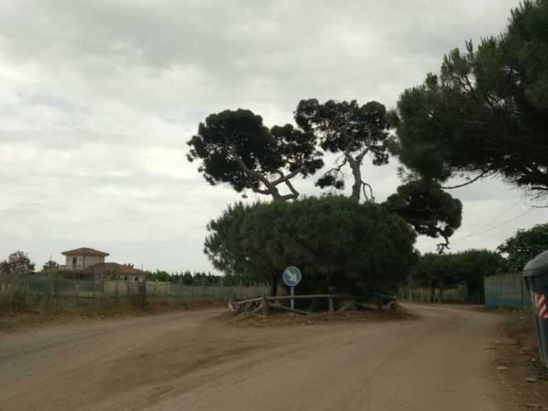 El Ayuntamiento ultima los preparativos para la puesta a punto de los caminos y el entorno del pinar para los actos de la romería