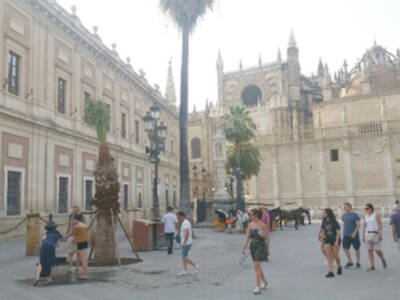 El Ayuntamiento de Sevilla realiza plantación de palmeras en la ciudad