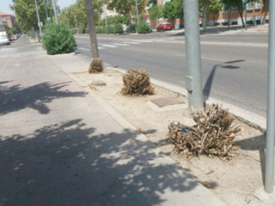 La adelfas en la jardinería urbana