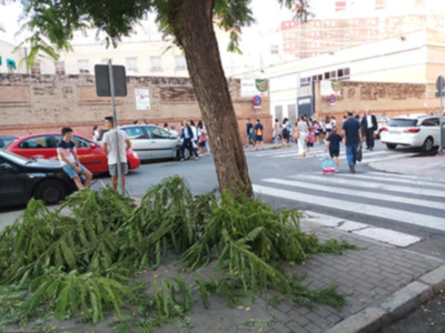 El arbolado y la seguridad de los escolares