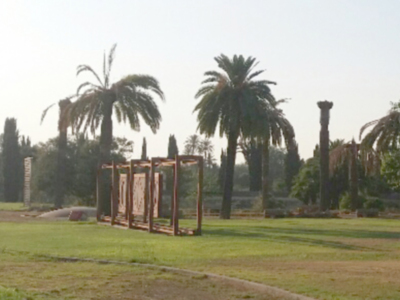 Octubre el mes de mayor actividad del Picudo adulto en palmeras canarias