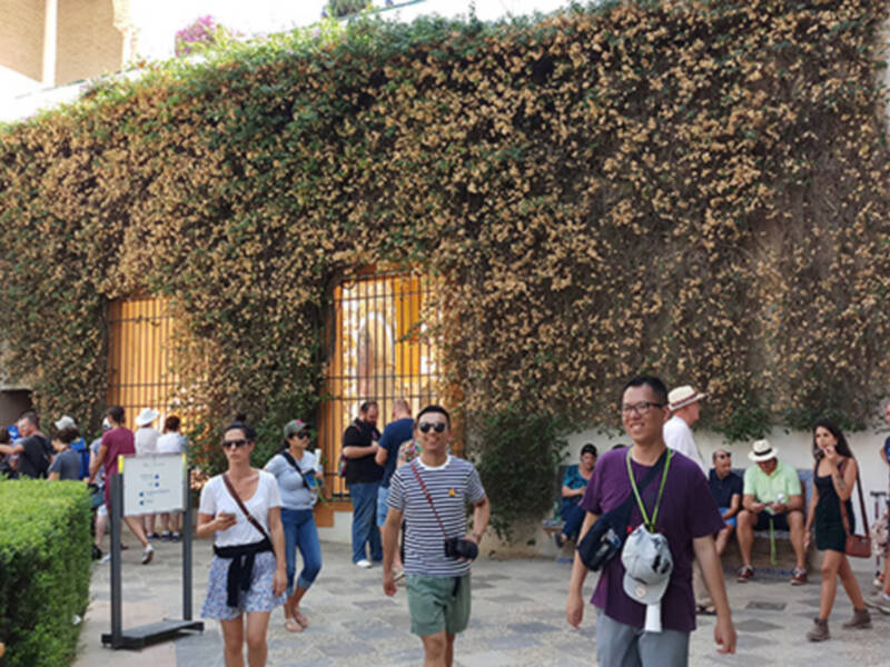 Las plantas están sufriendo un duro verano con calor, plagas y enfermedades no habituales