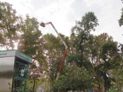 El Ayuntamiento de Sevilla realiza tareas de poda de altura en los Jardines de Cristina.