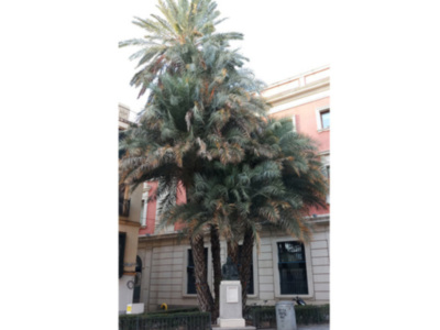 Grupo ejemplar de palmeras datileras en riesgo.