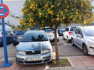 Cosechón de naranjas en las calles de Sevilla.