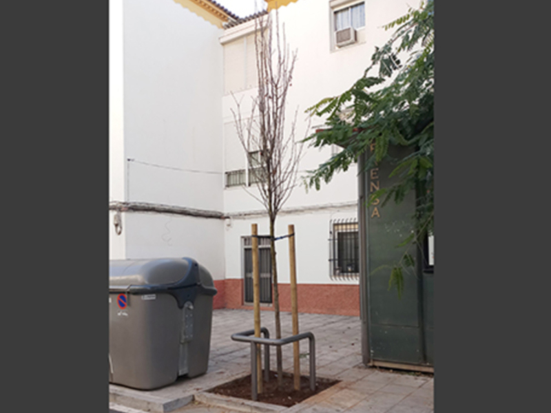 Plantación de "Perales de China" en la calle Niebla