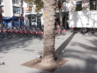 Las etiquetas electrónicas evitan agresiones a palmeras y árboles y permiten almacenar información sin afectarlas.