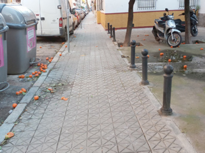 La presencia de naranjas en el suelo de las calles de Sevilla,  anuncia la recolección que se estima superará el millón de kg.