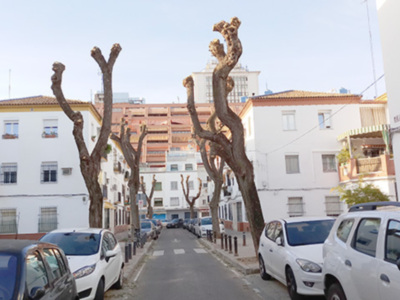 Las podas totales destrozan los árboles y pueden provocar caída de ramas.