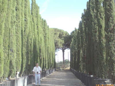 “Los cipreses y las plantas arizónicas son las culpables del picor de ojos y nariz durante los meses de enero, febrero y marzo”.