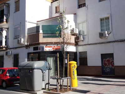 Florecen los “perales chinos” en las calles de Sevilla.