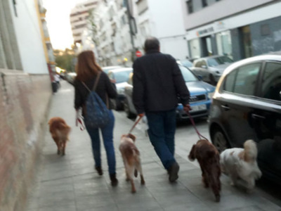 Mascotas caninas y excrementos.