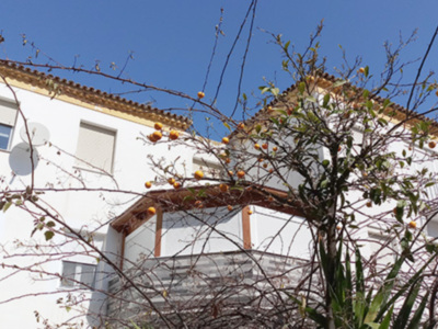 El Pulgón hace su aparición.