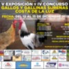 Chipiona acoge desde hoy la V Exposición y el IV Concurso de Gallos y Gallinas Sureñas Costa de la Luz.
